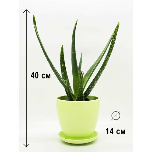 Алоэ Вера в керамическом салатовом горшке с поддоном, высота композиции 30-40см