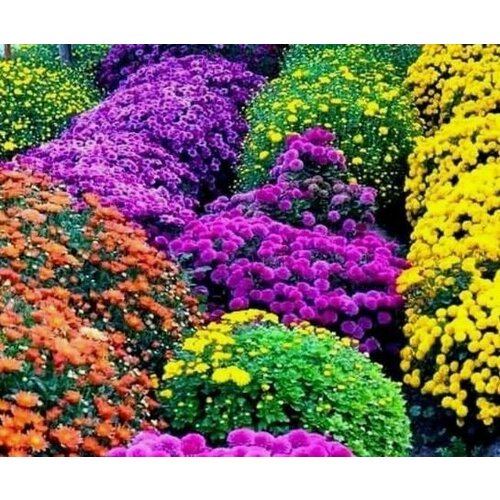 Хризантема шаровидная набор укорененных черенков микс цветов 12 штук хризантема мультифлора брандевил