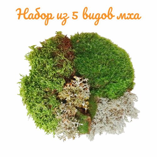 Набор из 5 видов мха. Мох кладония, дикранум, цетрария, сфагнум, кочка. Натуральный живой. зеленый, серый, зеленый
