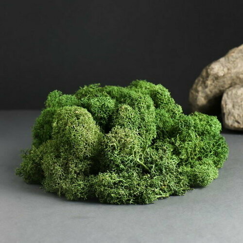 Мох ягель стабилизированный Натуральный зелёный 300 гр 1072₽