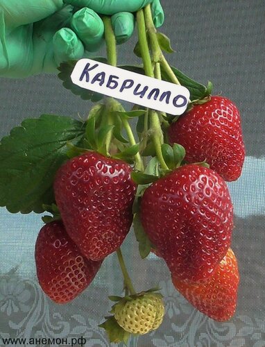 Изображение товара Клубника ремонтантная "Кабрилло", 5 , сладкая, красная, крупноплодная