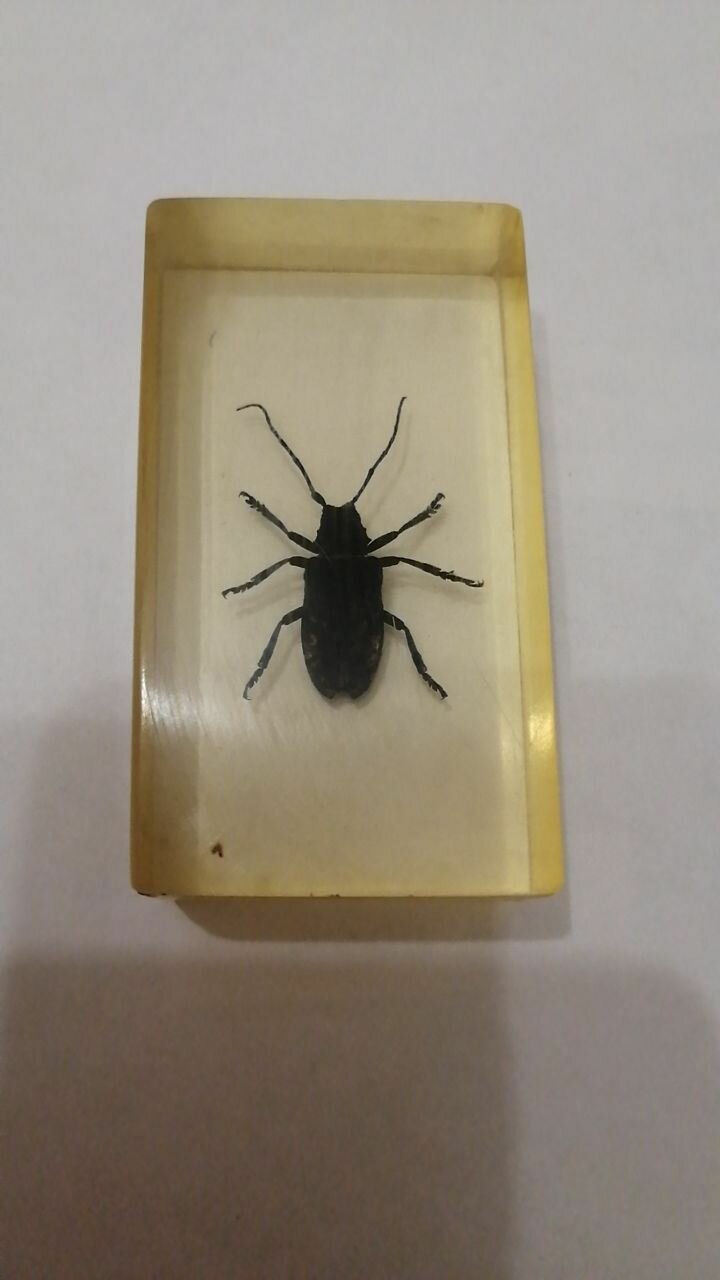 Насекомое Долгоносик Серый