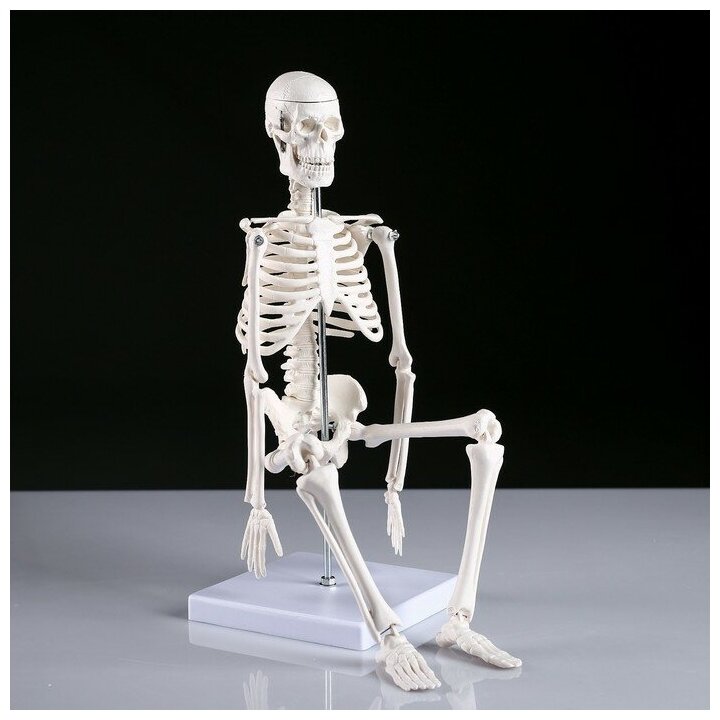 Макет "Скелет человека" 45см 4623262