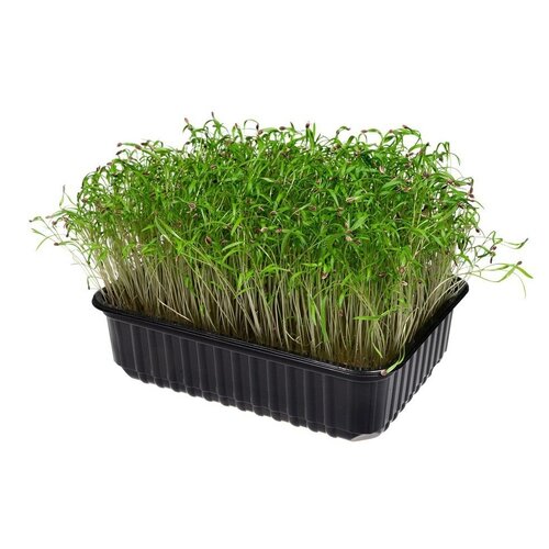 Морковь семена для проращивания микрозелени, 100г 3 штуки