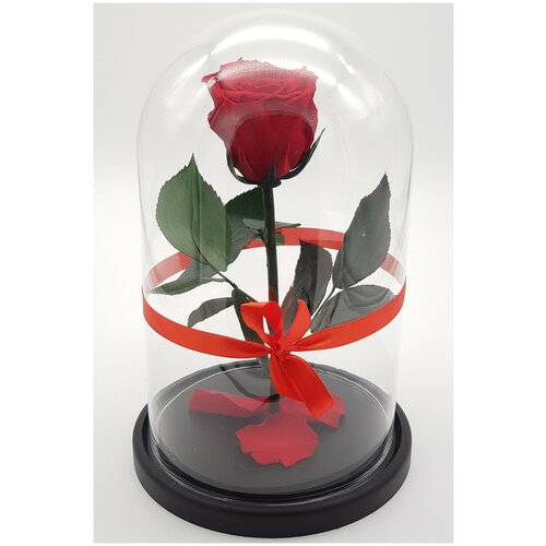 Роза в колбе премиум красная 27156см 2890₽
