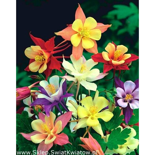 Семена цветов многолетников - Аквилегия многолетняя крупноцветковая Маккана 3 упаковки по 50 семян аквилегия маккана джайнт семена цветы