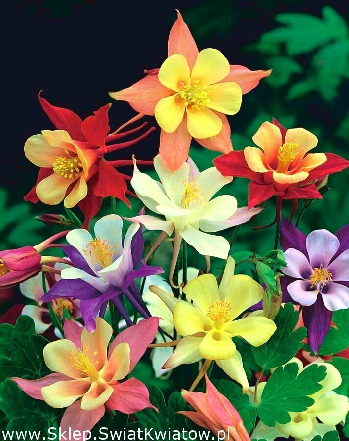 Семена цветов многолетников - Аквилегия многолетняя крупноцветковая Маккана 3 упаковки по 50 семян