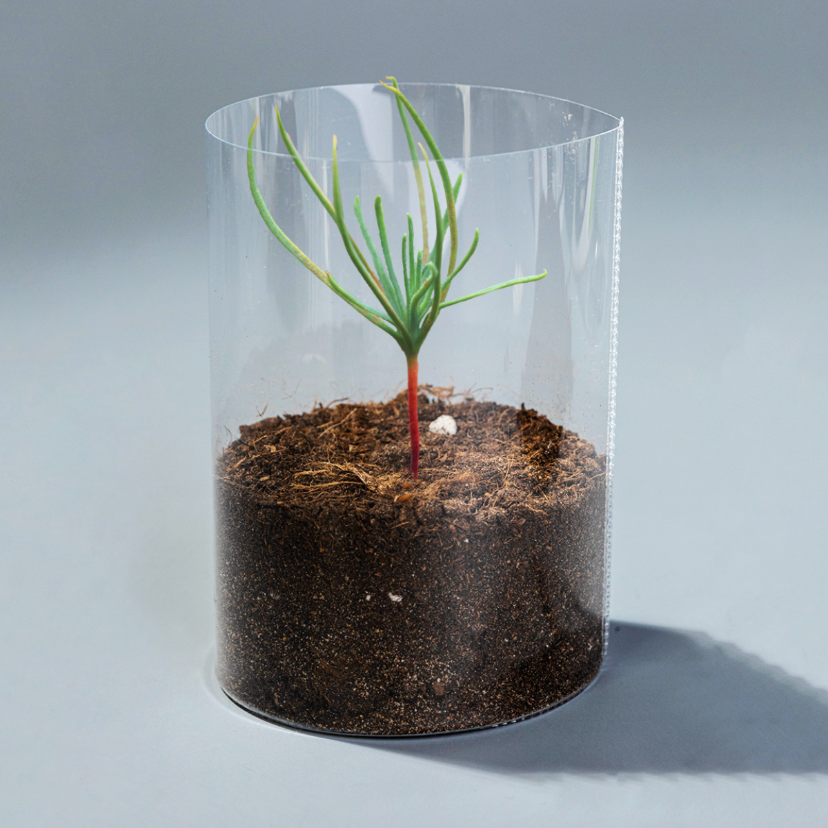 Подарочный набор для выращивания растений в комнатных условиях Посади дерево с ребёнком - Cосна