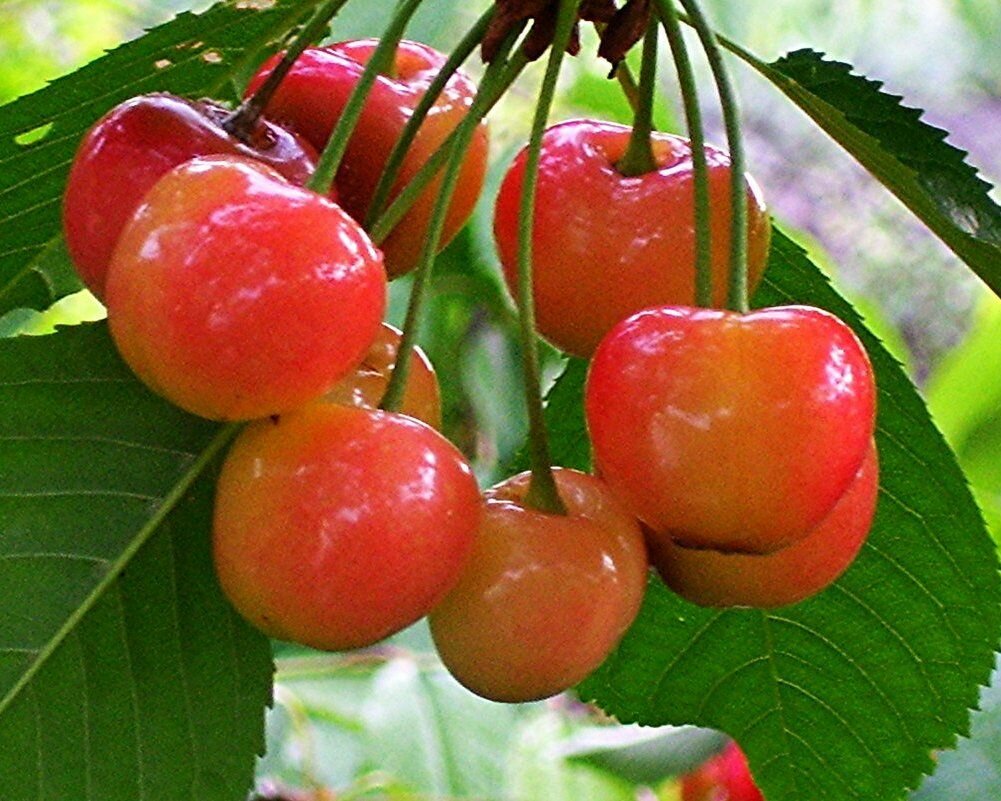 Черешня Искусница саженец