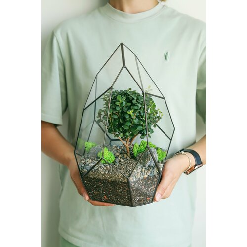 Флорариум с мирсиной африканской Скала