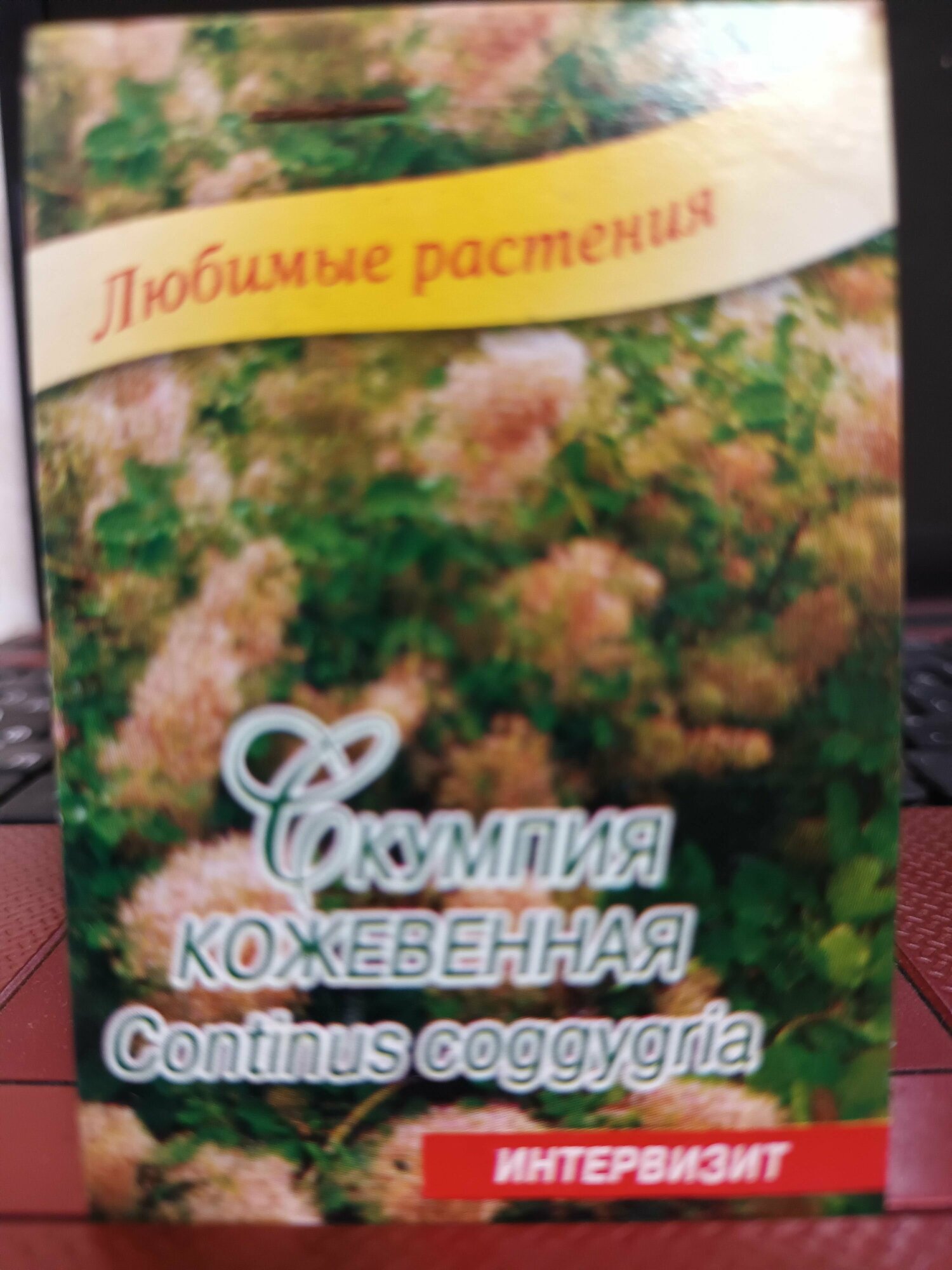 Скумпия кожевенная (Continus coggygria)