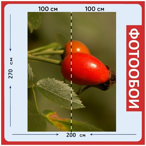 Фотообои Шиповник оранжевый красный 200x270 см флизелиновыена стену 2960₽