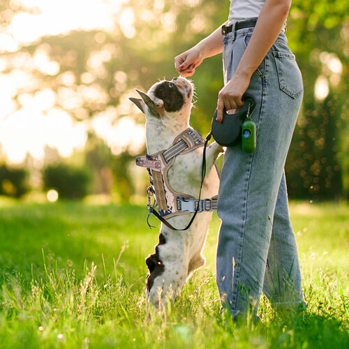 Анатомическая шлейка для собак мелких пород OZBERRY. Тактическая шлейка для собак, шлейка жилет, размер 