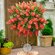 Семена Каллистемон лимонный (лат. Callistemon citrinus) 10шт от G...