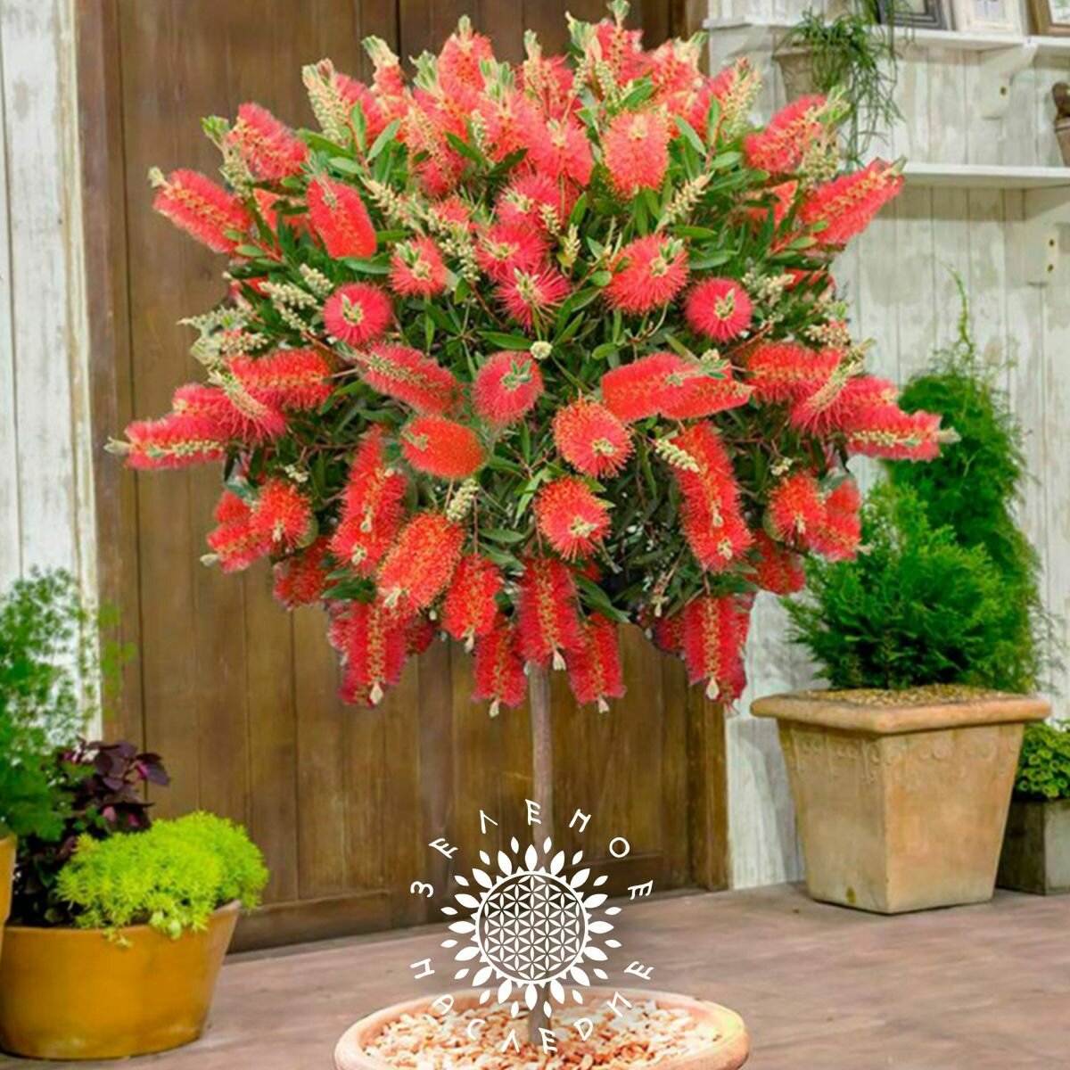 Семена Каллистемон лимонный (лат. Callistemon citrinus) 10шт от Green Legacy