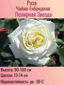 Основная фотография от вендора