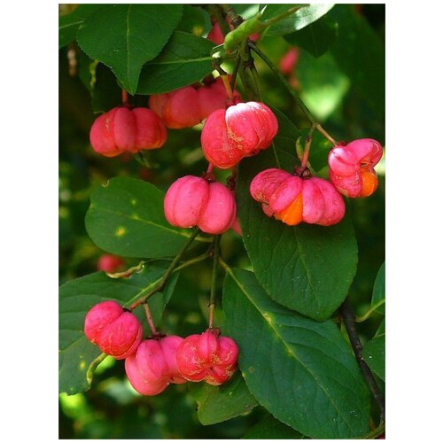 Семена Бересклет европейский (Euonymus europaeus), 10 штук саженец бересклет европейский