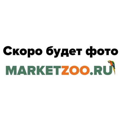 фото Шлейка текстил. 3х-сл. zoo-m кай кордюра+3d-сетка размер:xxxl(обхв.груди 46-52см)светоотр. noname