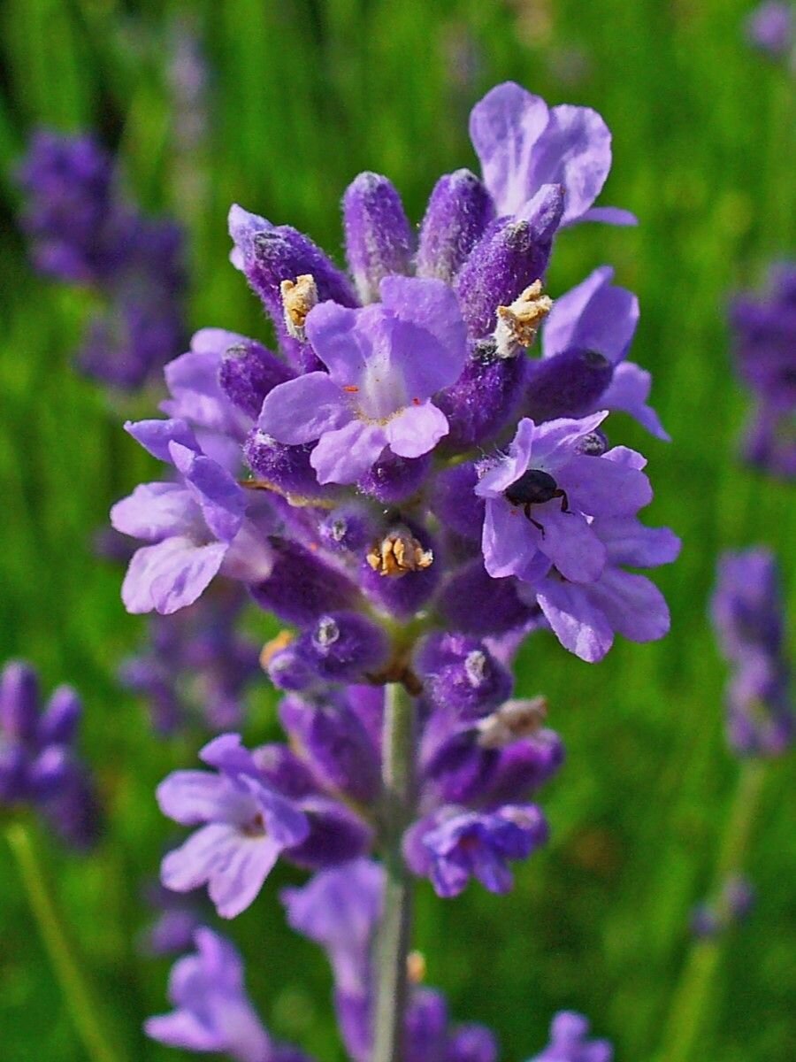 Семена Лаванда настоящая (Lavandula angustifolia), 25 штук