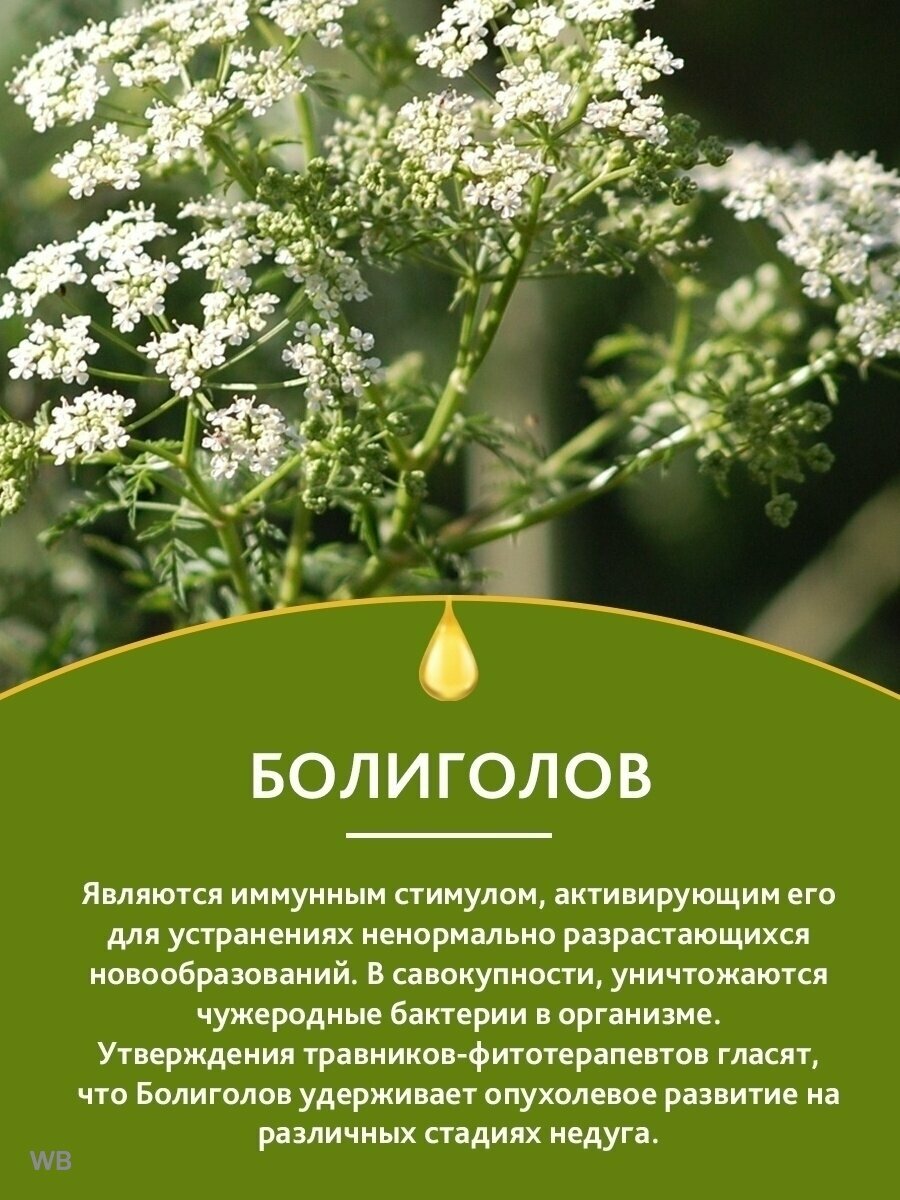 Антисептические Настойки Настойка Болиголов при опухолях / артрит/ ЖКТ / снижает кровяное давление/ гинекология