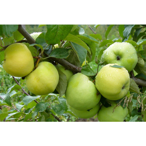 Саженцы Яблоня Антоновка обыкновенная (3-4 года, С7,5, 125-150 см)