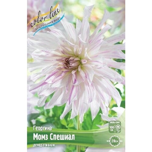 Георгина Момз Спешиал (1 корень)