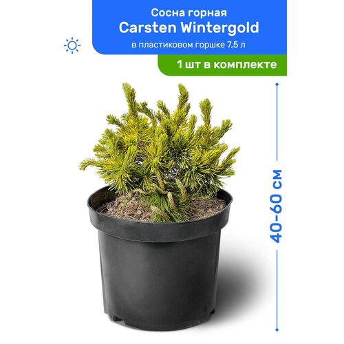 Сосна горная Carsten Wintergold (Карстен Винтерголд) 40-60 см в пластиковом горшке 7,5 л, саженец, хвойное живое растение