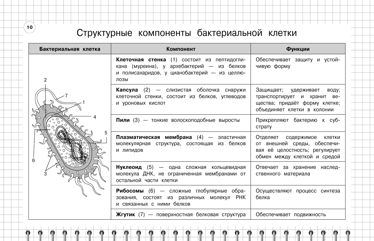 Биология: 5-11 классы (Мазур Оксана Чеславовна, Никитинская Татьяна Владимировна) - фото №16