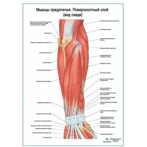 Мышцы предплечья, поверхностный слой. Вид сзади плакат глянцевая фотобумага от 200 г/кв. м, размер A2+