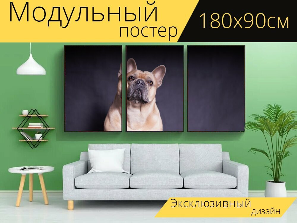Модульный постер "Французский бульдог, собака, сильный" 180 x 90 см. для интерьера