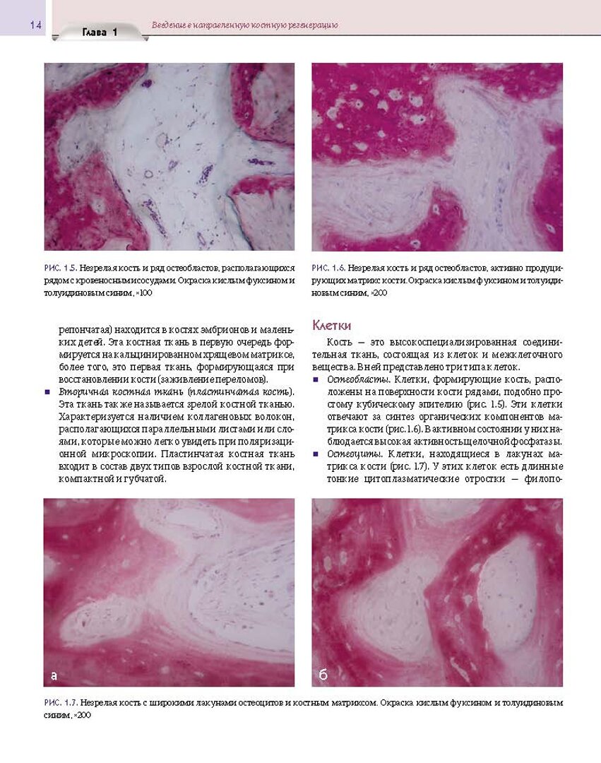 Регенеративные технологии в стоматологии. Научно-практическое руководство - фото №14