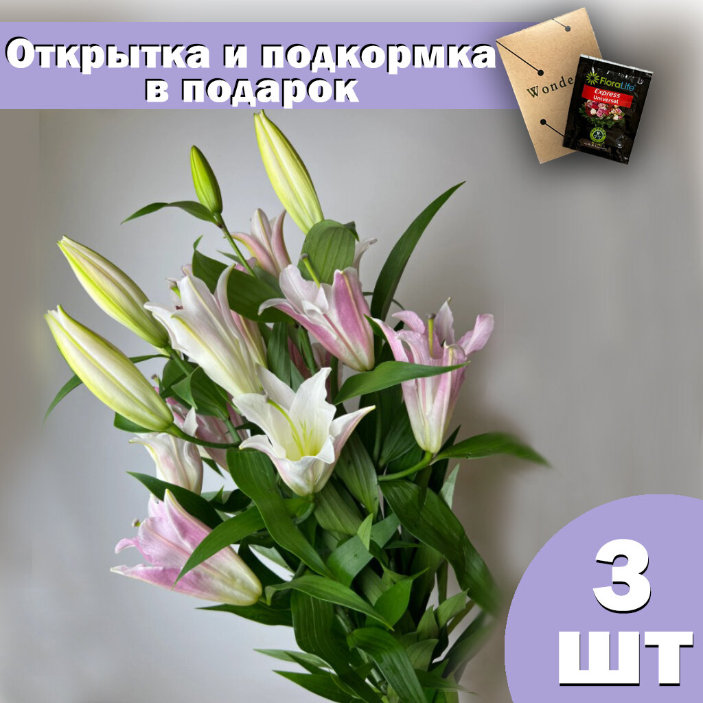 Букет из 3 розовых живых лилий - доставка курьером за 1-2 часа