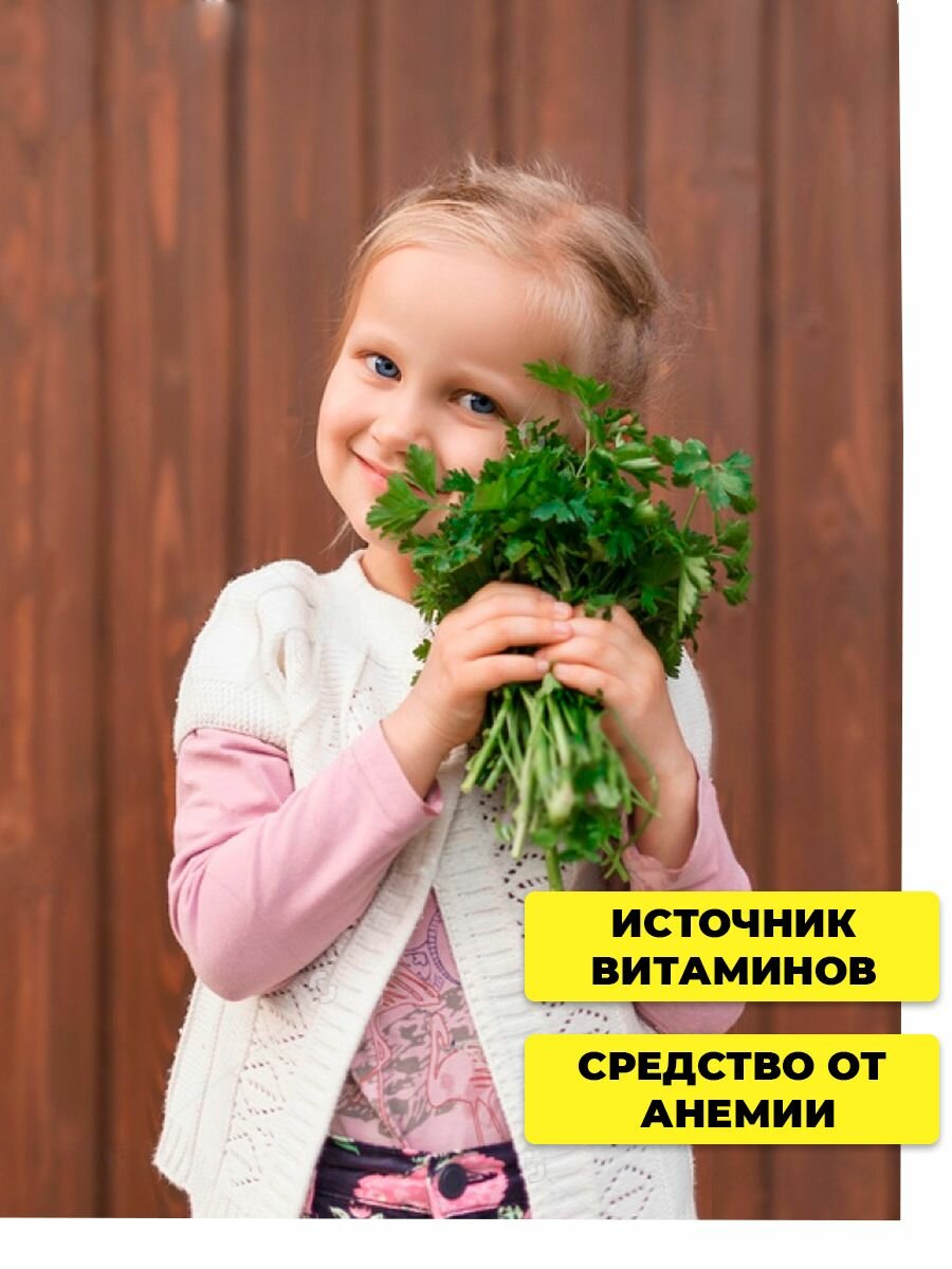 Семена петрушки листовой Итальянский гигант, 2 г, на зелень, для открытого грунта и дома — фото 1