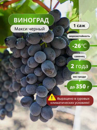 Изображение товара Виноград Макси, черный, многолетнее растение, 1 , Вес грозди, г : 250-300