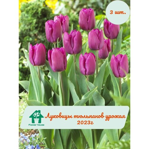 Луковицы тюльпанов Purple Prince 3 шт. фракция 12/+