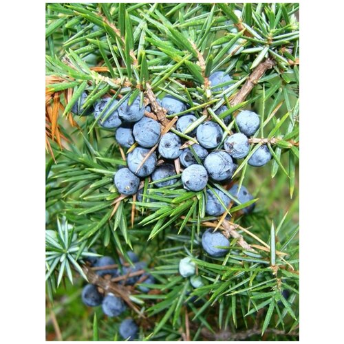 Семена Можжевельник обыкновенный (Juniperus communis), 30 штук можжевельник orangery juniperus gold star 23 40