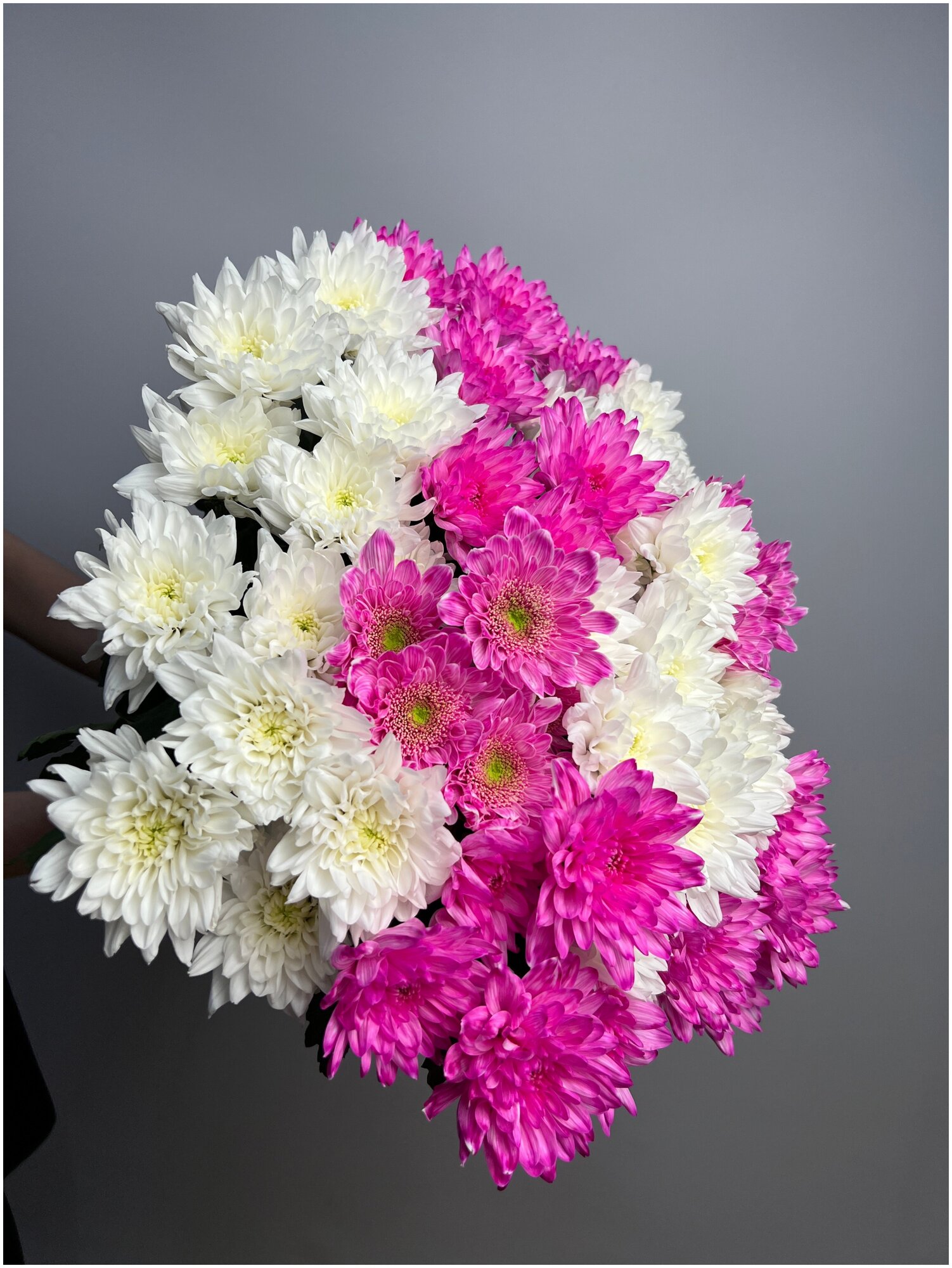 Хризантема пушистая кустовая микс розово-белой