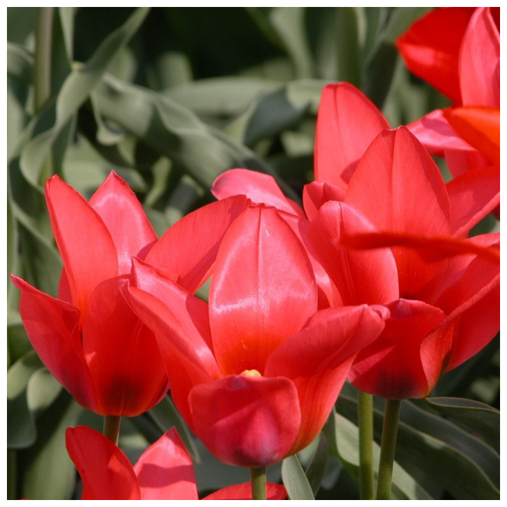Тюльпан TORONTO (5 луковиц) низкорослый-ботанический
