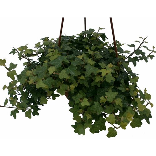 Растение Плющ 35 см в ассортименте