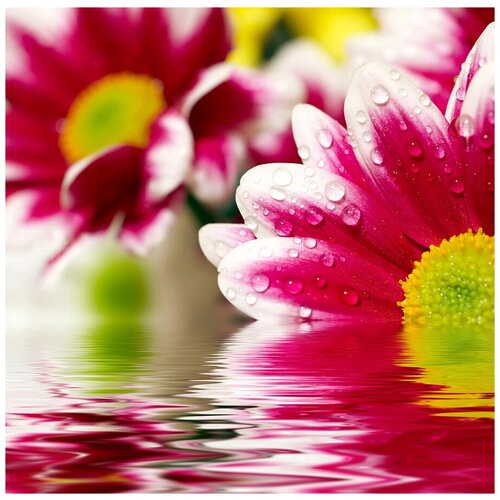 Фотообои Уютная стена Розовый цветок отражается в воде 270х270 см Бесшовные Премиум (единым полотном) фотообои уютная стена цветок лотоса в водопаде вьетнама 270х270 см бесшовные премиум единым полотном