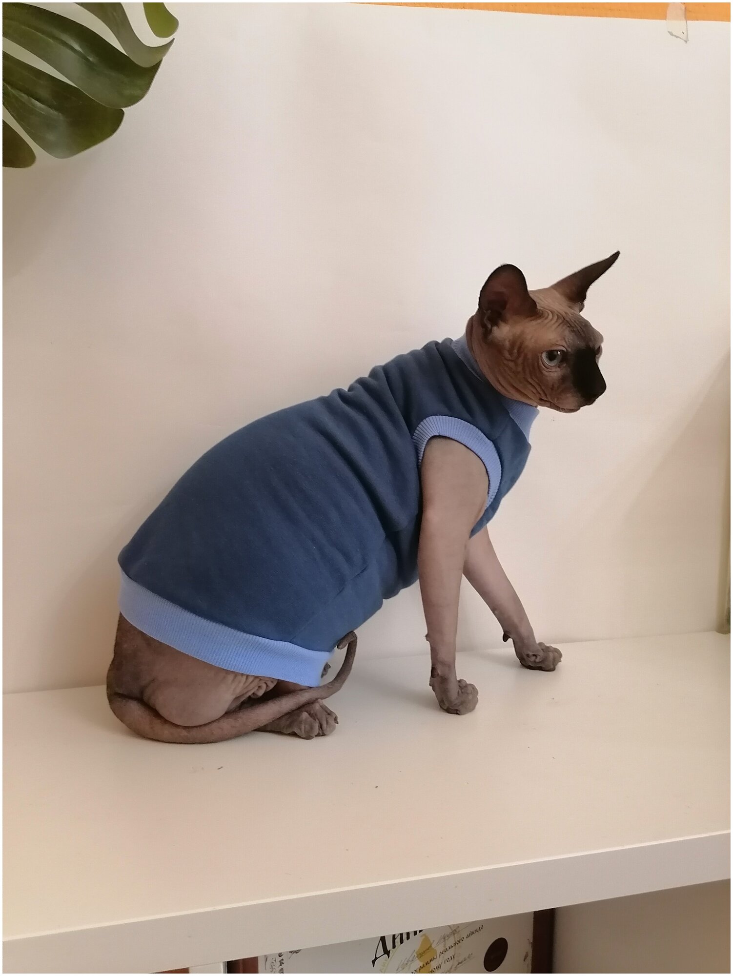 Свитшот для кошек, размер 30 (длина спины 30см), цвет индиго / толстовка свитшот свитер для кошек сфинкс / одежда для животных - фотография № 12