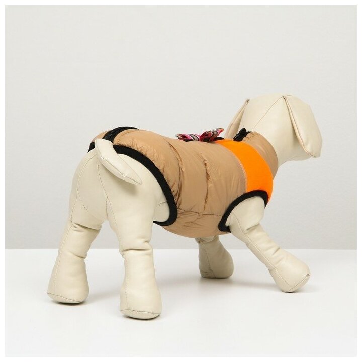 Куртка для собак на молнии, размер 8 (ДС 23 см, ОГ 30, ОШ 22 см), бежевая с оранжевым - фотография № 2