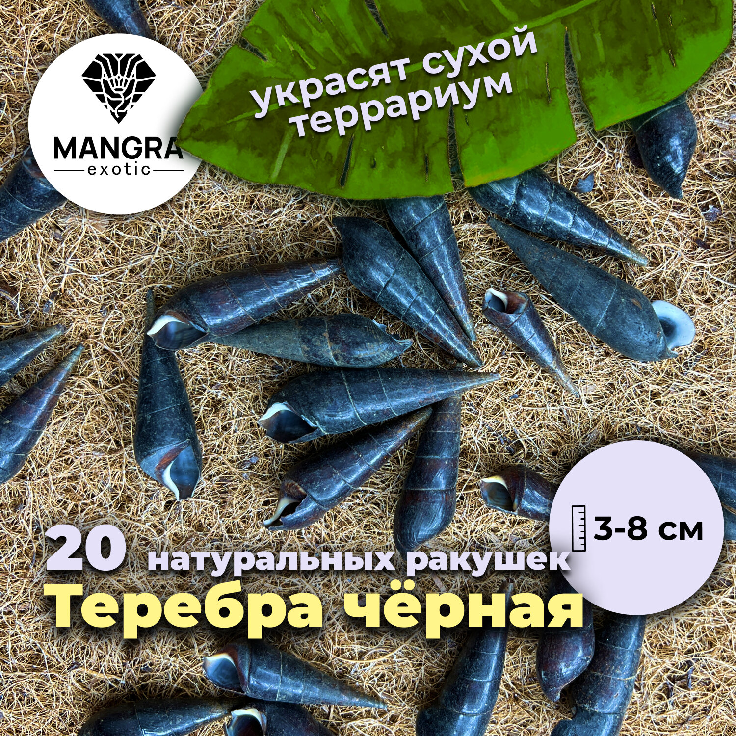 20 натуральных ракушек Теребра чёрная (3-8 см) - декор для террариума + укрытие для насекомых морских черепашек рачков и крабов