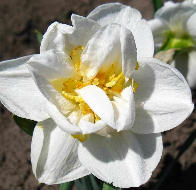 Нарцисс Вальц 5 шт