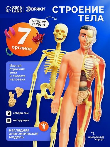 Изображение товара Набор для опытов Эврики Science "Строение тела" анатомия человека, от 3 лет
