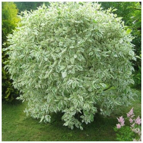 Семена Орешка Дерен белый Элегантиссима 20 шт.