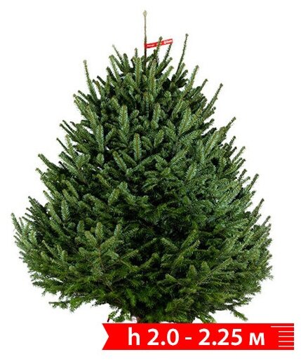 Живая елка срезанная. Пихта Нордмана (датская елка) 20 — 225 м