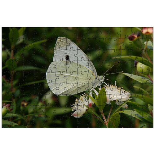фото Магнитный пазл 27x18см."насекомые, бабочка, крыло" на холодильник lotsprints