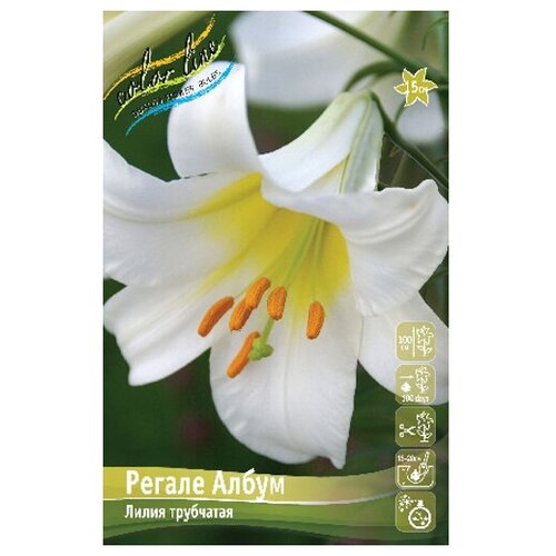 Лилия трубчатый гибрид Regale Album (1 шт.) лилия азиатский гибрид blushing joy 1 шт