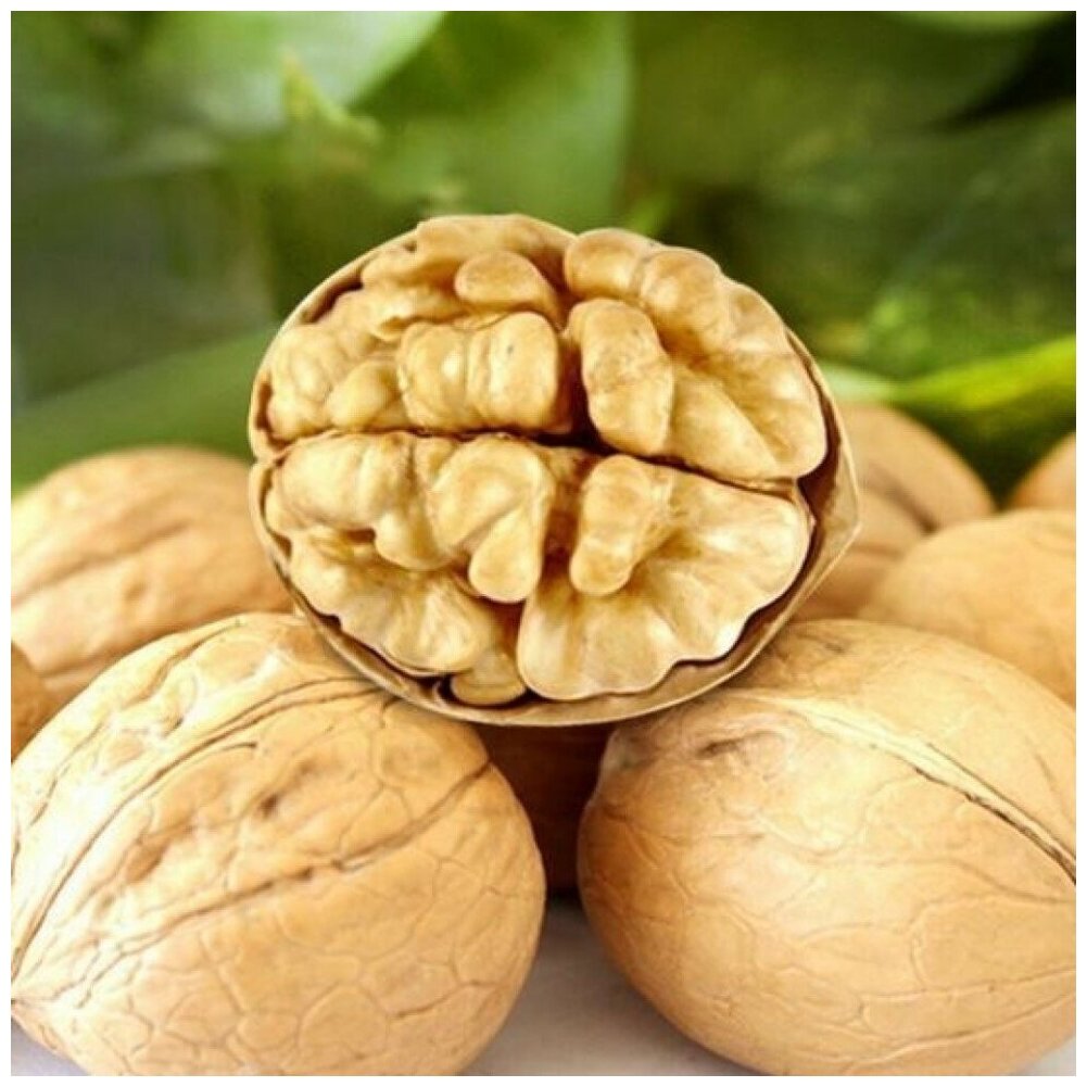 Семена Орешка Грецкий орех Чили крупный 5 шт.